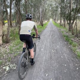 Cycle down beautiful avenues of trees on the Mansfield - Black Swamp Road gravel route